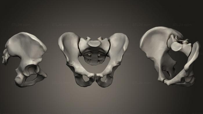 Anatomy of skeletons and skulls (Illium Sacrum, ANTM_0738) 3D models for cnc
